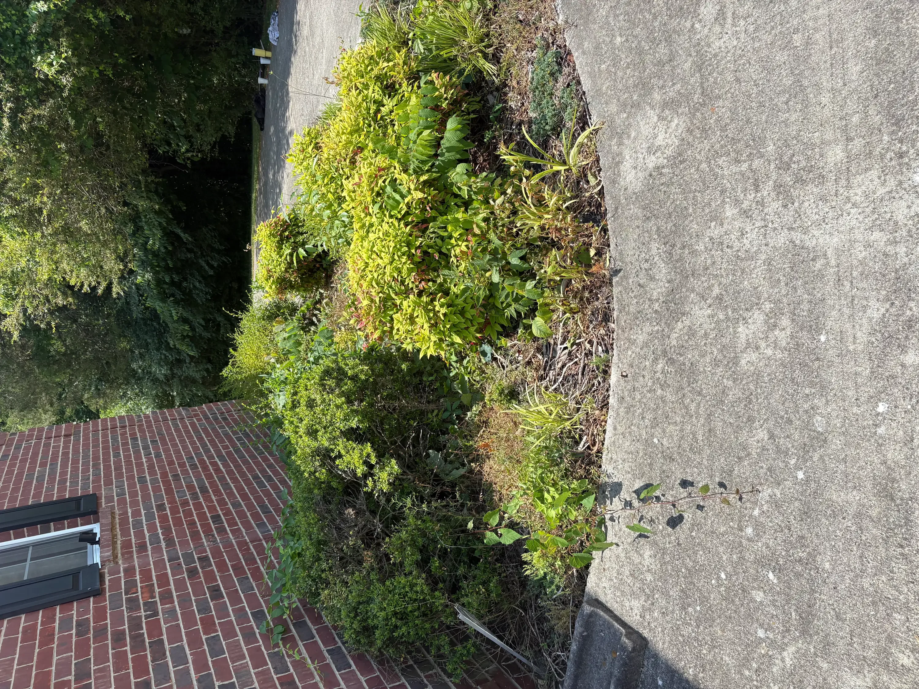 Concrete driveway with moss and algae growth before cleaning service