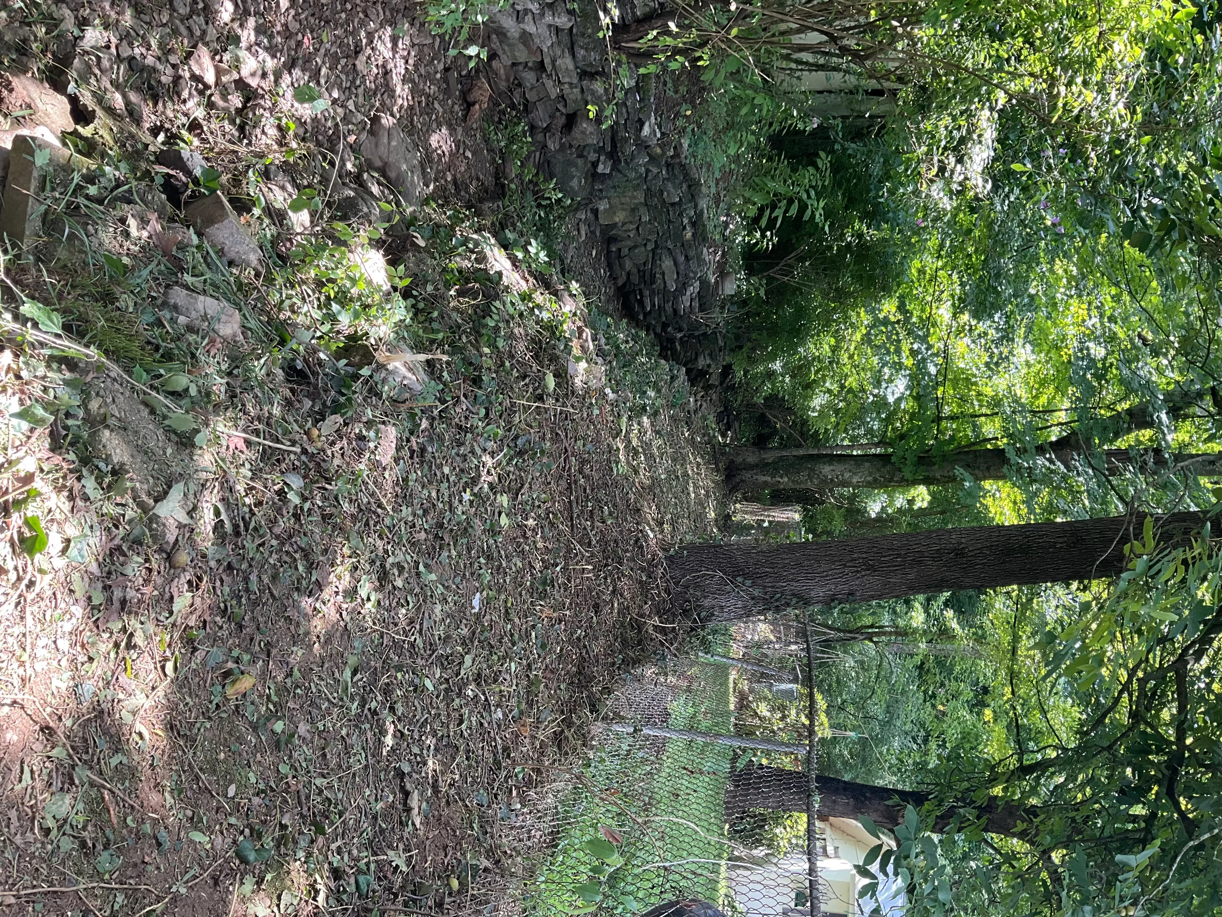 Overgrown concrete driveway with moss and algae buildup before pressure washing
