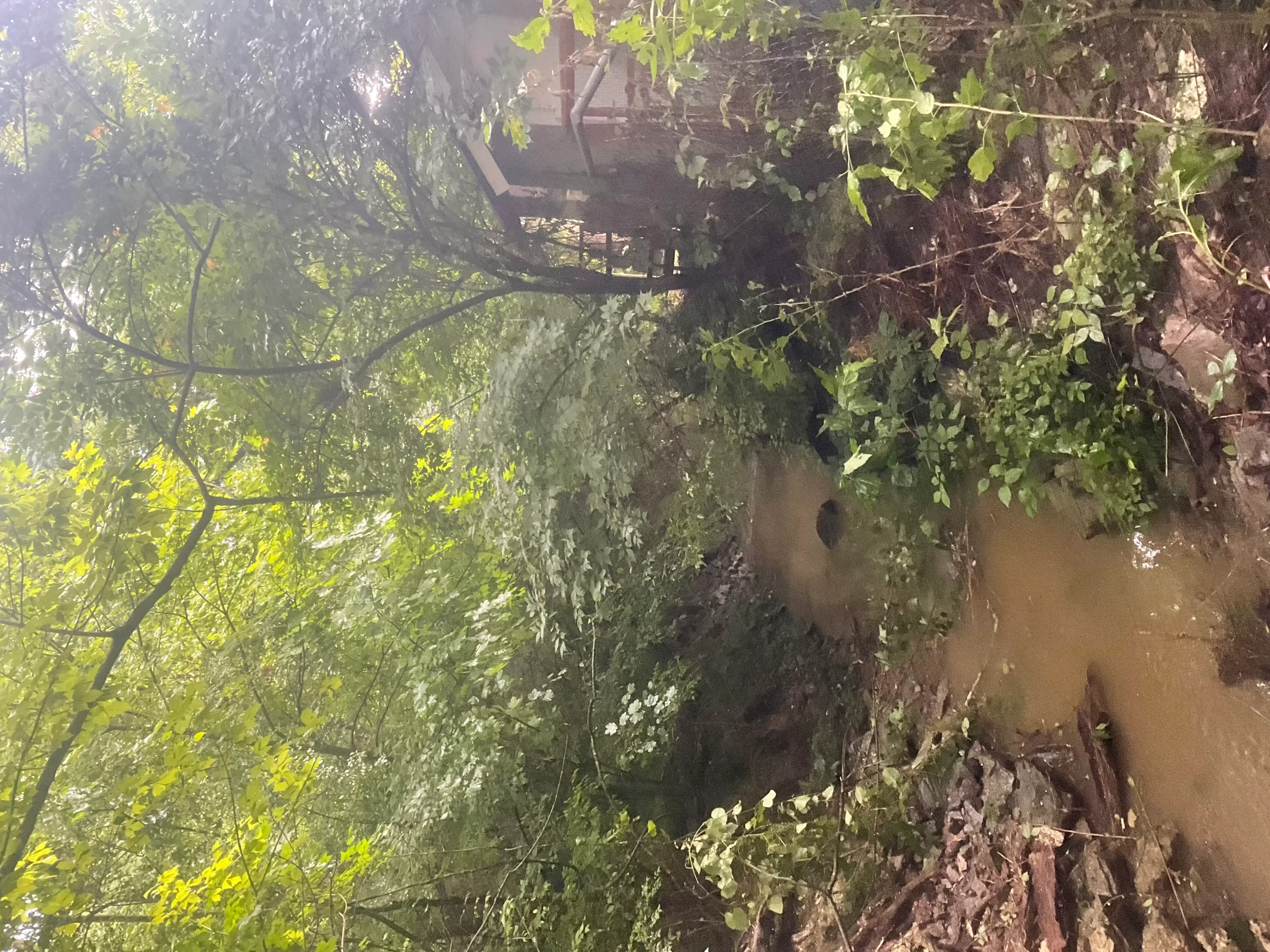 Overgrown brick building with dense ivy and vines removed from exterior walls and landscape