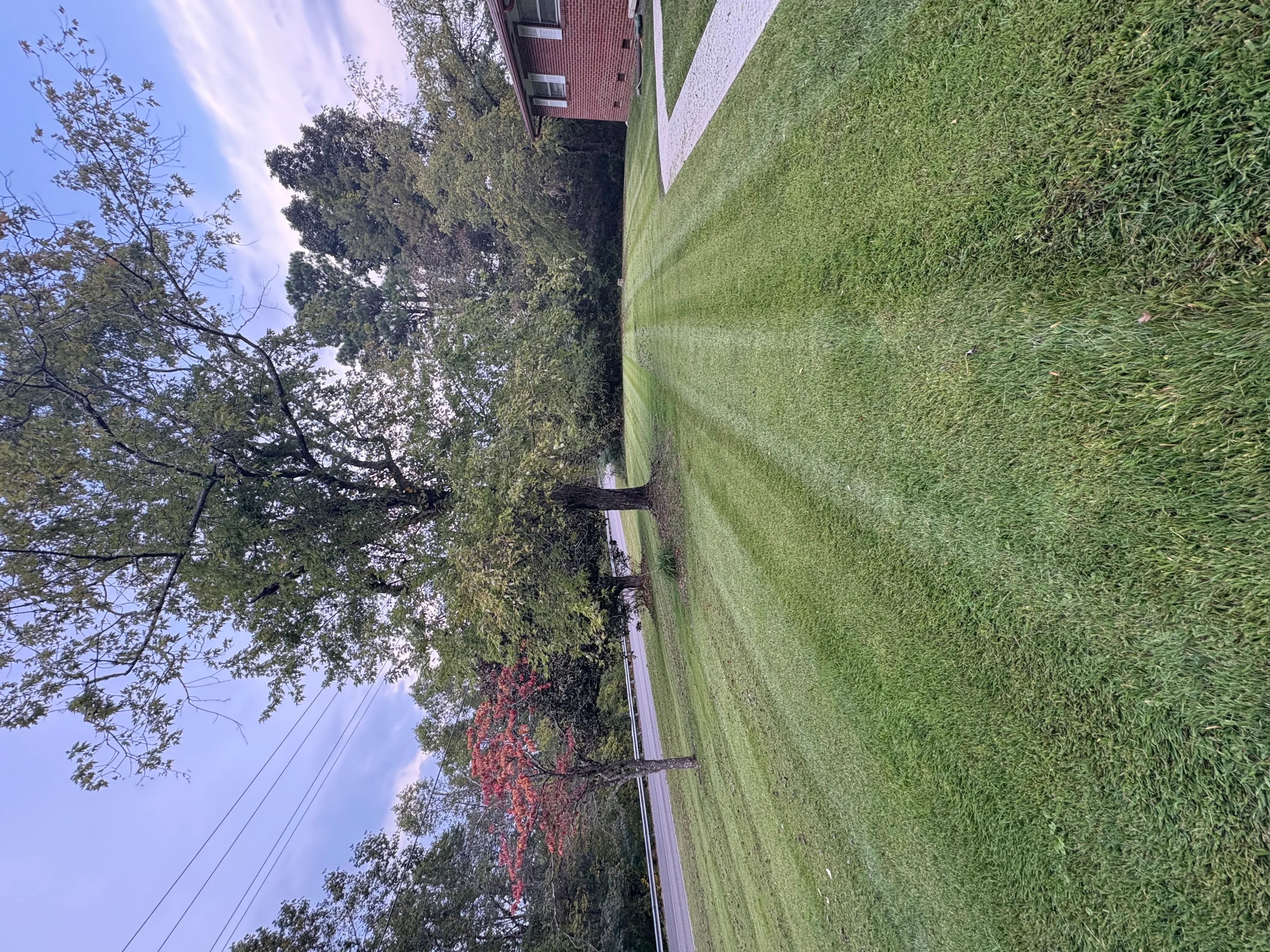 Manicured residential lawn with mature trees and clean driveway edging