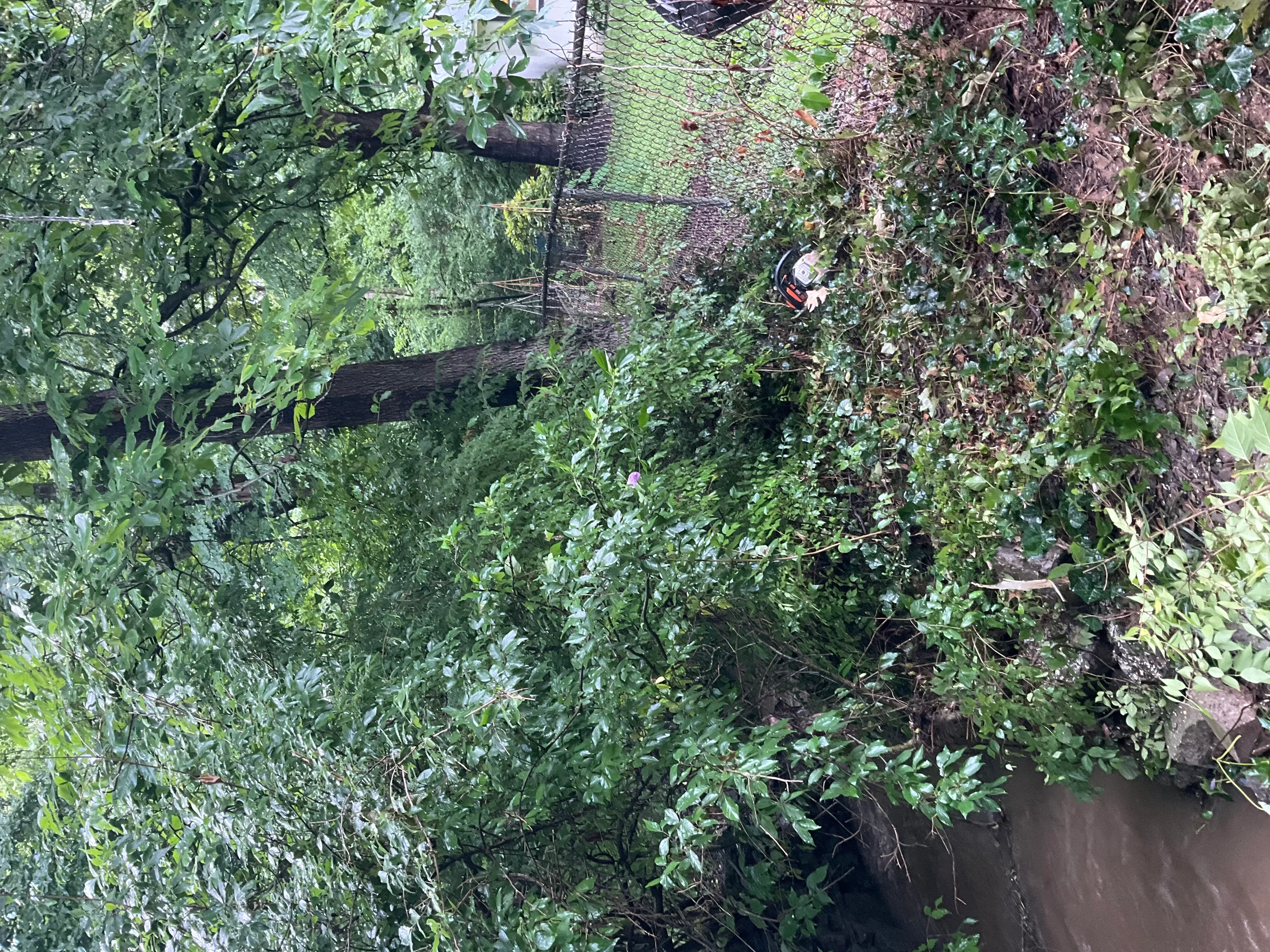 Overgrown vegetation and ivy cleared from residential property landscaping area