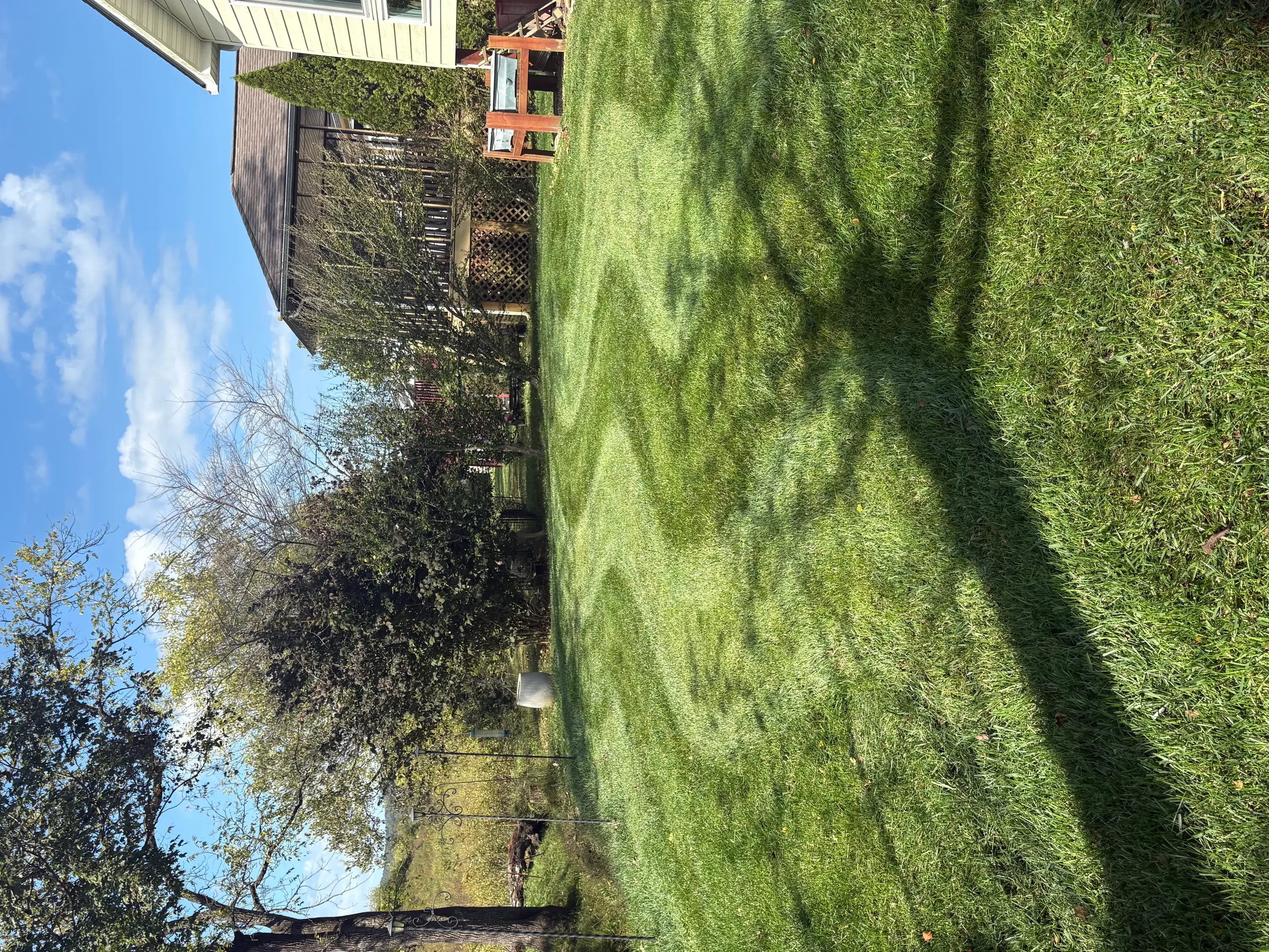 Well-maintained residential lawn with trimmed hedges and manicured grass